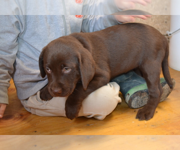 Medium Photo #11  Breeder Profile in OWEN, WI, USA