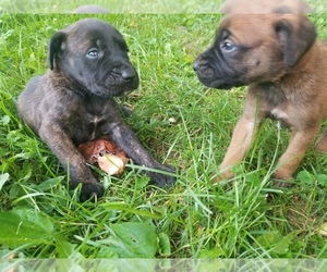 Main photo of Mastiff Dog Breeder near AMANDA, OH, USA