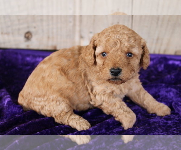 Medium Photo #1  Breeder Profile in BLOOMINGTON, IN, USA
