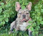 Small #1 Breeder Profile image