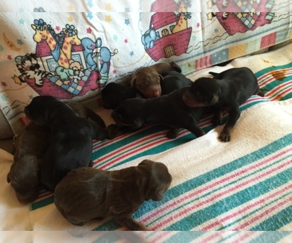 Medium Photo #1  Breeder Profile in BEAUFORT, SC, USA