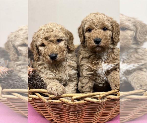Medium Photo #8  Breeder Profile in RADFORD, VA, USA