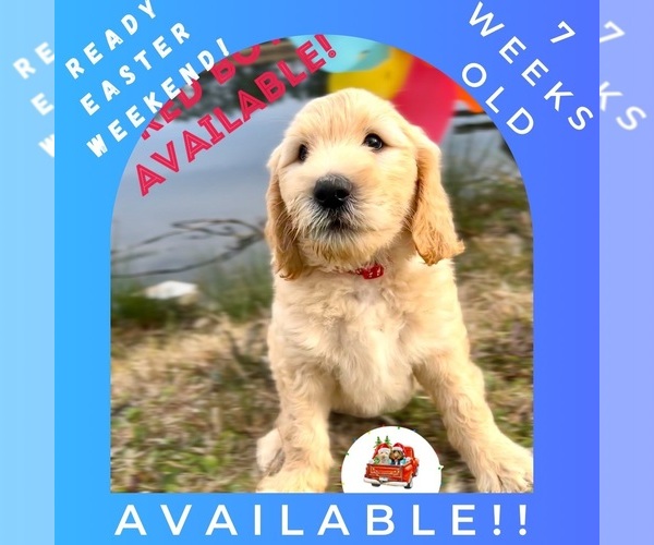 Medium Photo #11  Breeder Profile in HAMPSTEAD, NC, USA
