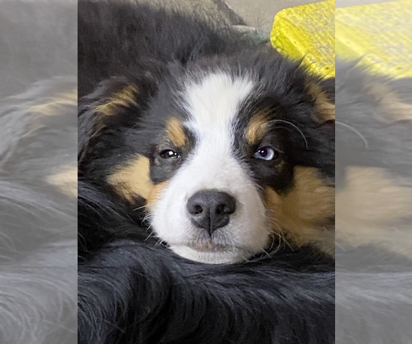 Medium Photo #25  Breeder Profile in BETHANY, CT, USA
