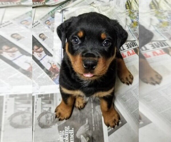 Medium Photo #1  Breeder Profile in BALTIC, CT, USA