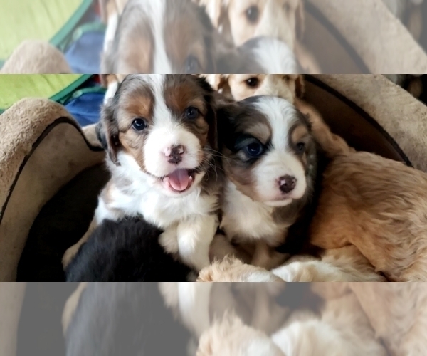 Medium Photo #5  Breeder Profile in LEBANON, OR, USA