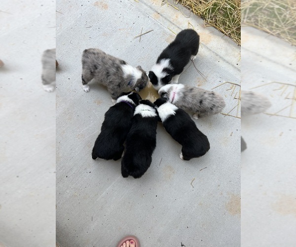 Medium Photo #14  Breeder Profile in CONNELLYS SPRINGS, NC, USA