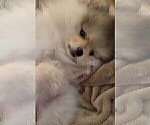 Small #13 Breeder Profile image