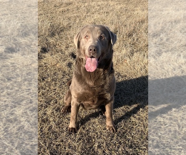Medium Photo #6  Breeder Profile in ALBANY, MO, USA