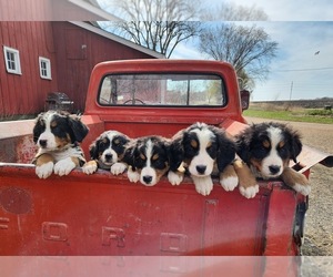 Bernese Mountain Dog Dog Breeder near WEBSTER, MN, USA