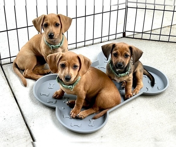 Medium Photo #1  Breeder Profile in FORT MYERS, FL, USA