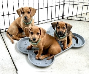Chiweenie Dog Breeder near FORT MYERS, FL, USA