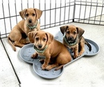 Small breeder photo