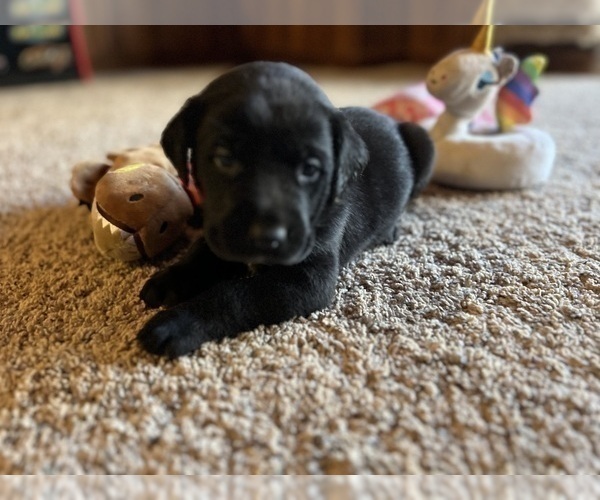 Medium Photo #62  Breeder Profile in NEOLA, WV, USA