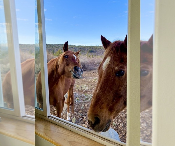 Medium Photo #13  Breeder Profile in HAMMOND RANCH, CA, USA