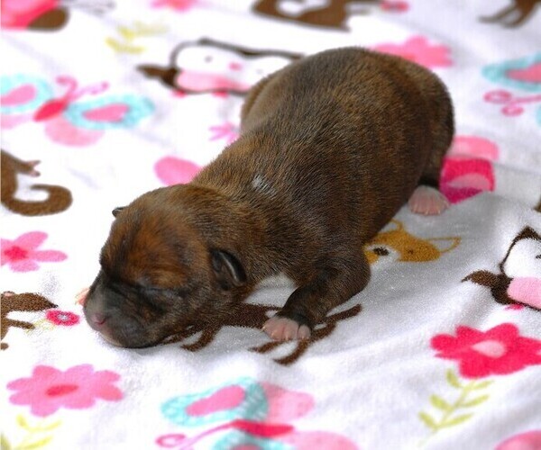 Medium Photo #14  Breeder Profile in PETERSBURG, PA, USA