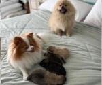 Small #20 Breeder Profile image