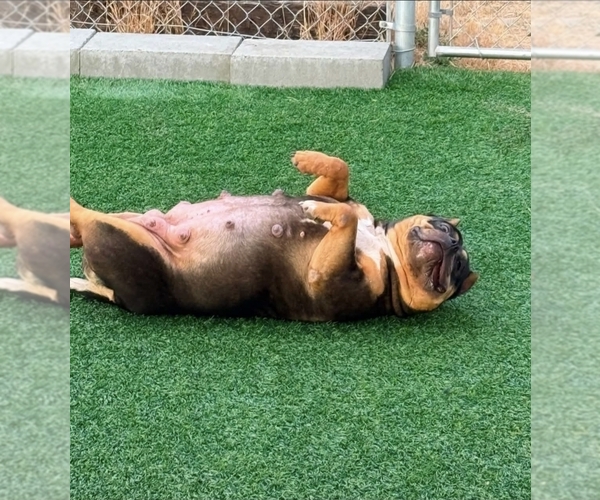 Medium Photo #21  Breeder Profile in PUYALLUP, WA, USA
