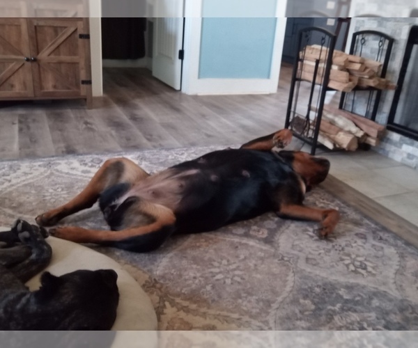 Medium Photo #18  Breeder Profile in REEVESVILLE, SC, USA