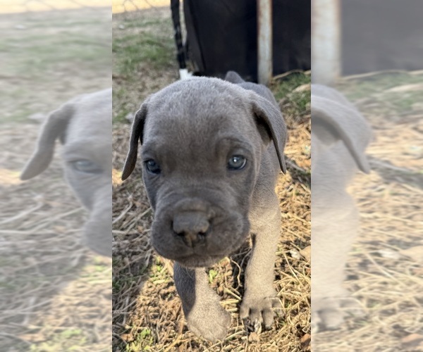 Medium Photo #7  Breeder Profile in STUART, IA, USA