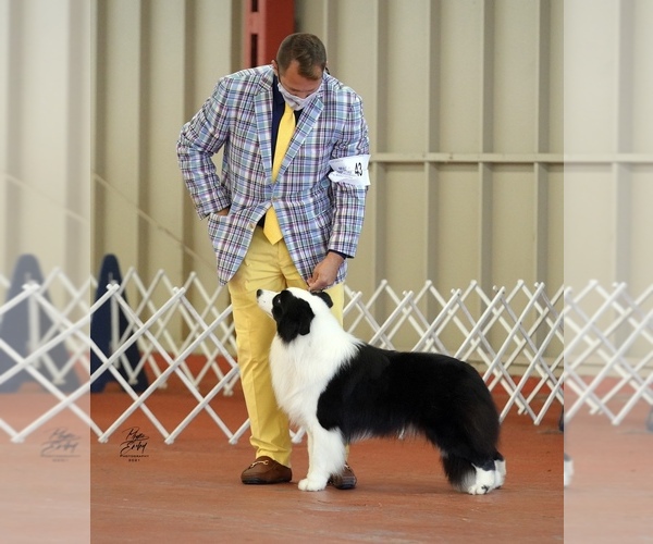Medium Photo #8  Breeder Profile in BRYANTOWN, MD, USA