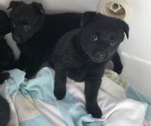 Schipperke Dog Breeder near BOYCE, VA, USA