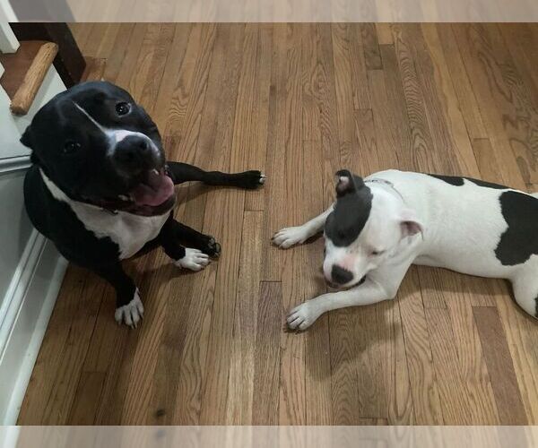 Medium Photo #4  Breeder Profile in NAUGATUCK, CT, USA