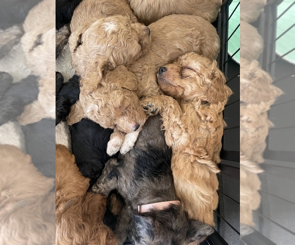 Medium Photo #3  Breeder Profile in NASHVILLE, TN, USA