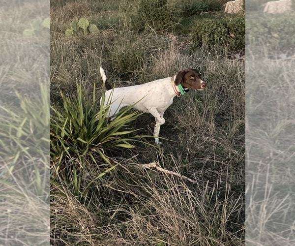 Medium Photo #3  Breeder Profile in DRIPPING SPRINGS, TX, USA