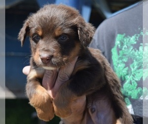 Border-Aussie Dog Breeder near BURNS, OR, USA