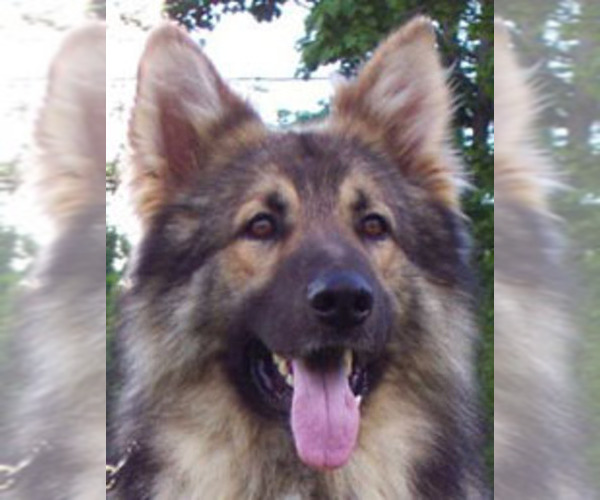 Medium Photo #1  Breeder Profile in MACHIAS, NY, USA