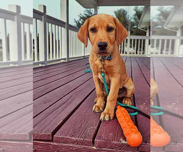 Medium Photo #5  Breeder Profile in DINWIDDIE, VA, USA