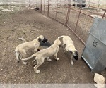 Small #9 Breeder Profile image