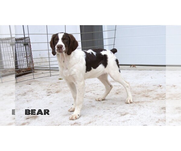 Medium Photo #18  Breeder Profile in CLARE, MI, USA