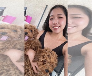 Poodle (Toy)-Unknown Mix Dog Breeder near ADELANTO, CA, US
