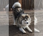 Small #25 Breeder Profile image
