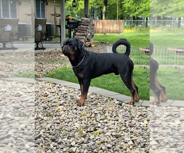 Medium Photo #1  Breeder Profile in BUCYRUS, OH, USA
