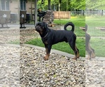 Small breeder photo