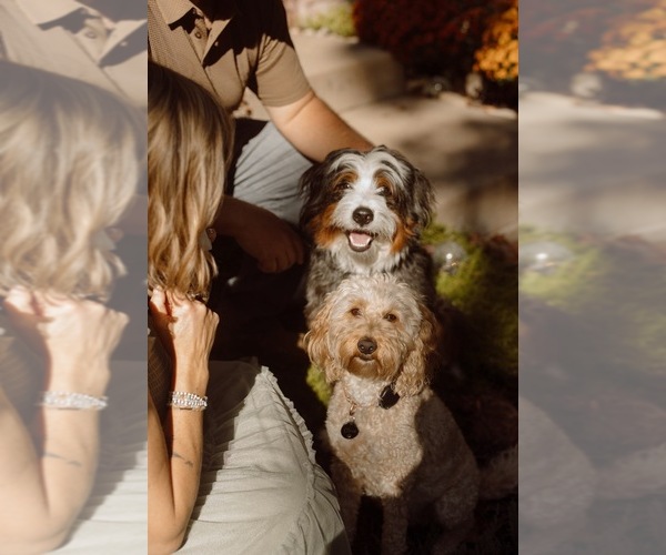 Medium Photo #1  Breeder Profile in JIM FALLS, WI, USA