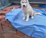 Small breeder photo