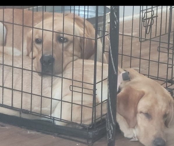 Medium Photo #1  Breeder Profile in MOUNT STERLING, KY, USA