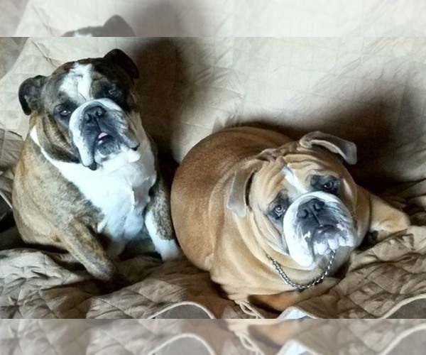 Medium Photo #1  Breeder Profile in BELLE CENTER, OH, USA