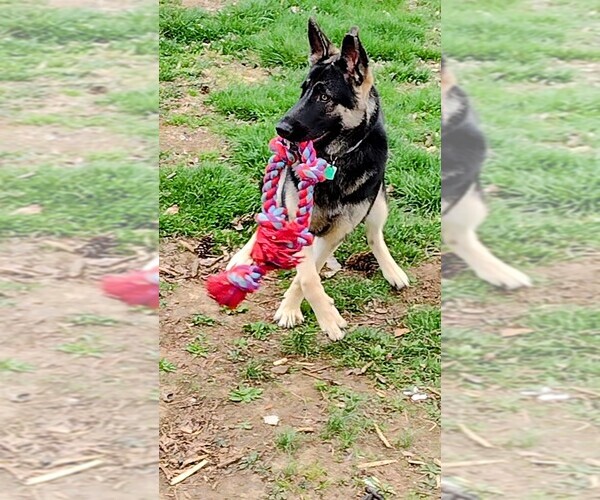 Medium Photo #6  Breeder Profile in SAINT LOUIS, MO, USA