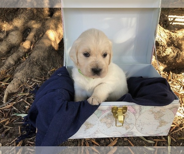 Medium Photo #1  Breeder Profile in TUSTIN, CA, USA