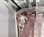 Small #17 Breeder Profile image
