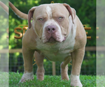 Small Photo #12  Breeder Profile in CLEARWATER, FL, USA