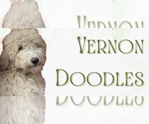 Goldendoodle (Miniature) Dog Breeder near HARRINGTON, DE, USA