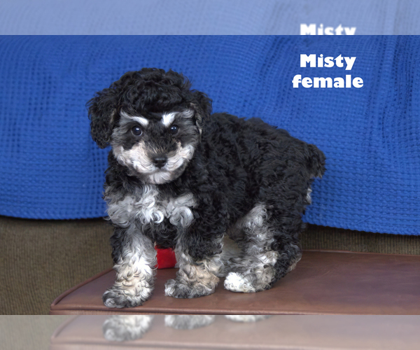 Medium Photo #4  Breeder Profile in CLARE, MI, USA