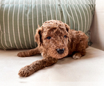 Small breeder photo