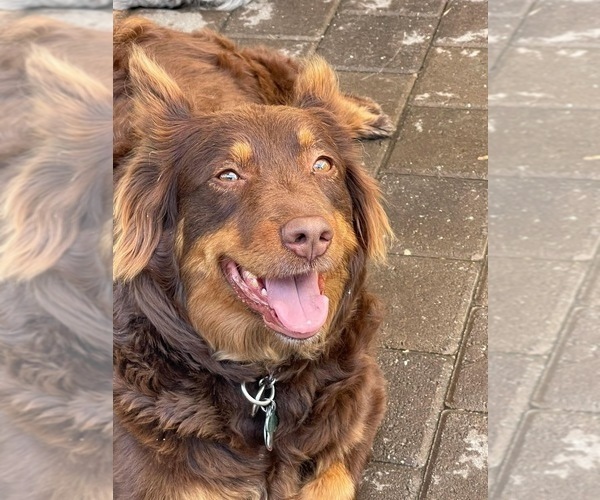 Medium Photo #44  Breeder Profile in SUNNYVALE, CA, USA